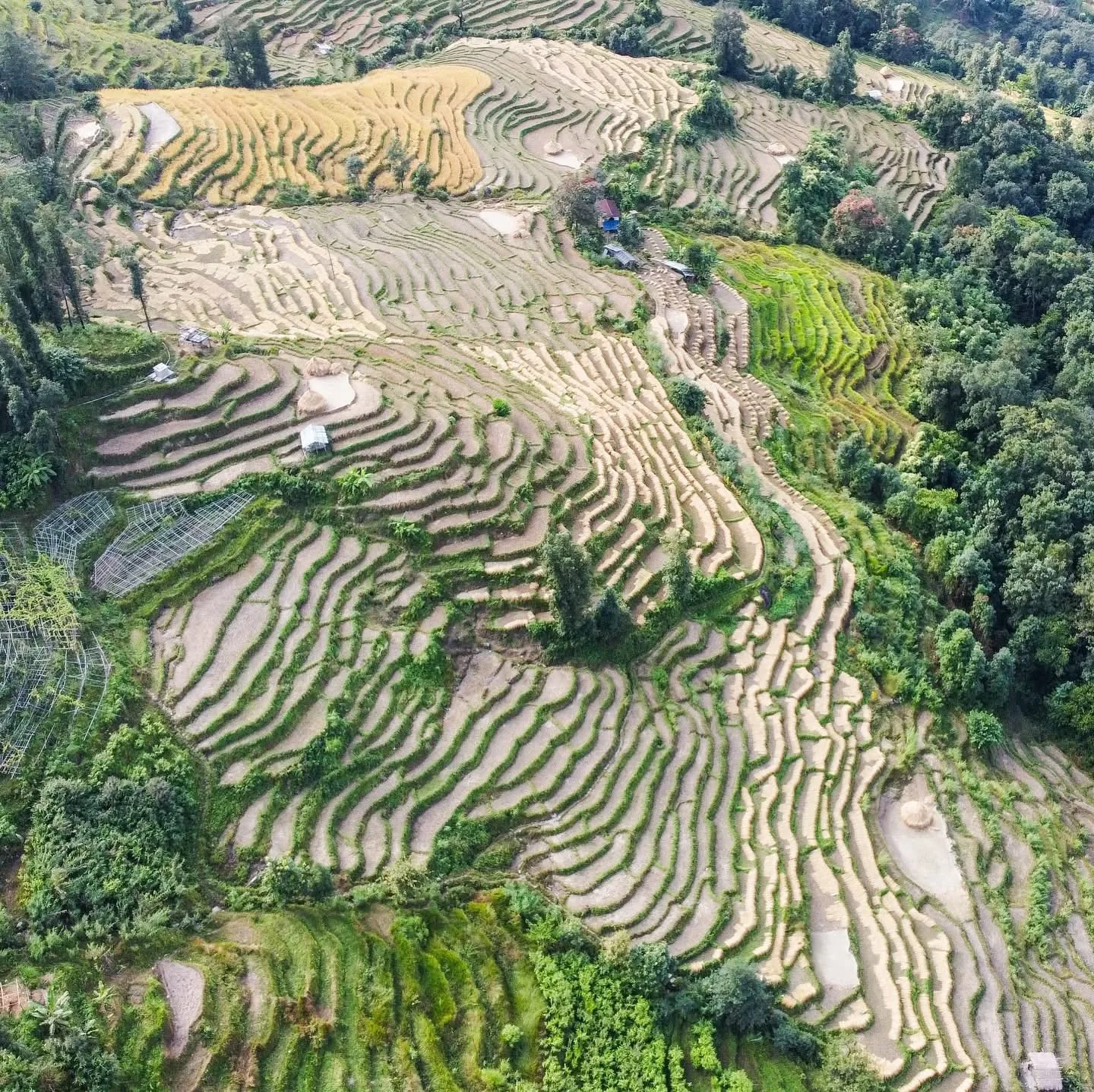 Terraced fields